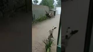 Kisne kaha ki animals khush nhi hote🥹 #shorts #youtubeshorts #viral #goviral #shortsfeed