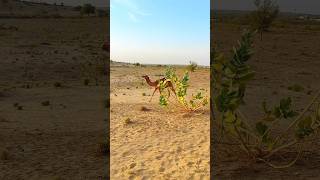 Beautiful view of running Camel