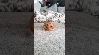 Hamster fnaf be like: #funny #jumpscare #memes #fivenightsatfreddys #fivenightsatfreddies