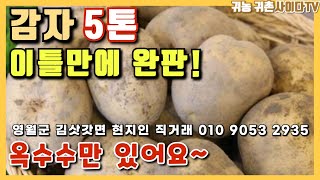 #농산물판매#감자(5톤,이틀만에 완판!!~)영월군 김삿갓면 현지인 직거래