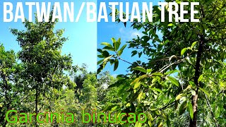 Batwan or Batuan (Garcinia binucao) Philippine Native Trees