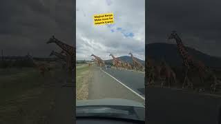 A tower of giraffes along the highway #kenya #magicalkenya