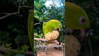 ADIVINA LA FRUTA |LA VERDOSA #shorts #short #shortvideo