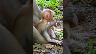 short tail baby monkey good feeling #short #baby #monkey #good