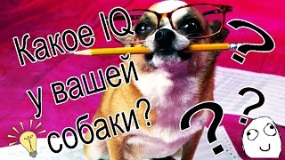 Какое IQ у вашей собаки? [Тест на IQ для собаки]