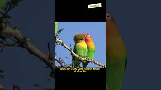 SO SWEET LOVEBIRD SUKA SUAP SUAPAN DENGAN PASANGANNNYA #shorts #lovebird #faktahewan