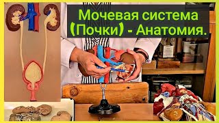 Мочевая система - Почка (анатомия).