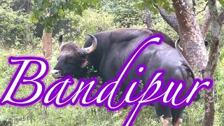 Amazing Bandipur | Bandipur Wildlife Sanctuary