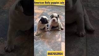 #DOGFORSALES  #Americanbully#pocketsize/#Chennai/#benglore deliveryavailable8667653954#americanbully