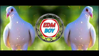 KABUTAR JA JA (COMPETION MIX) DJ ABHIJEET| EDM BOY