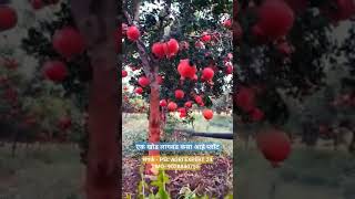 डाळिंब एक खोड लागवड. #pomegranate #farming #banana #israel #india #fruit #market #sugarcanefarming