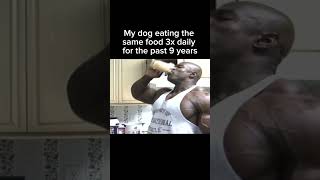 My Dog eating the same food 3x daily for 9 years straight: