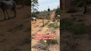 Caramelo querendo arrumar problema novamente 😂🤣