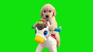 Puppy On A Rocking Horse Meme Green Screen Template