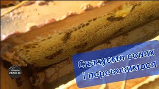 Скачуємо сонях, перевозимо бджіл.... #моя_пасіка #бджільництво #карніка #honey #bee #mitla #ukraine