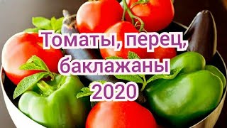 Обзор семян томатов, перца и баклажан 2020! Что я буду сажать в 2020 году!