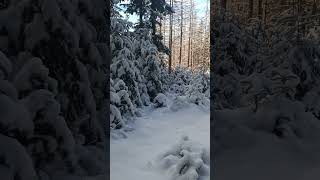 🌨️❄️ Iarna în toată splendoarea ei! Copaci îmbrăcați în alb, gerul care îți taie răsuflarea