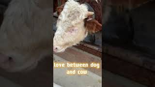 This Dog And Cow LOVE Each Other! 🥹