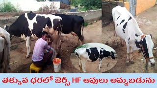 తక్కువ ధరలో HF ఆవులు అమ్మబడును | 93928 71656 |telugu dairy