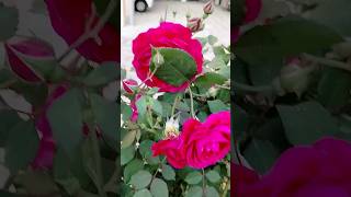 Nature is Amazing, Desi Rose #nature #viral #shorts #trending #video