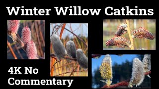 Winter Willow Catkin Flower Nature Relax Film | 4K - Peaceful Piano - Nature 4k Video