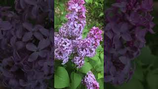 #asmr #shorts #flowers 💜purple lilacs for you 💜#nature #garden #relax