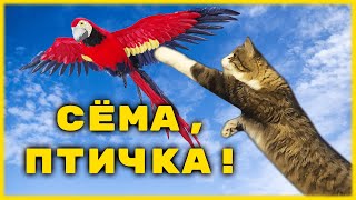 Сёма, птичка!