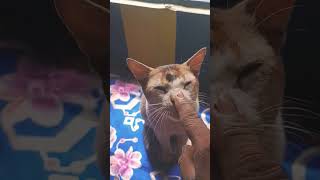 #viral #viralsong #cat #catlover