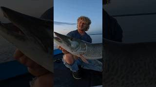 GIANT ALERT 🚨 Go give it a watch 👀 #fishing #muskyfishing