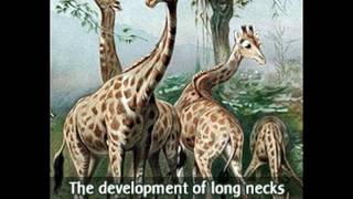 Summary of Lamarck's Theory of Evolution