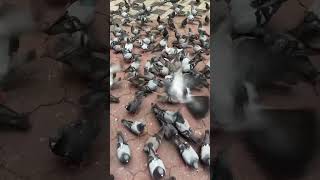 Pigeon video# Group of happy pigeons interacting with humans