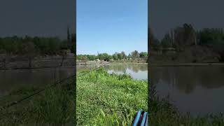 Рыбалка на Бозсу | Рыбалка Fishing PRO Темур | Тик Ток #Shorts