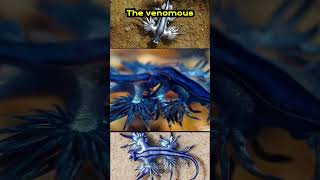 Blue Sea Dragon: Stunning and Dangerous! 🐉🌊  #facts #shorts #seaslug #wildlife #marinelife