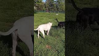 I cani sono lo specchio della propria anima #cani #dogo #labrador #dog #cane #happiness #felicità