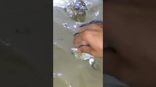 PANEN IKAN dan KEPITING cuma pakai tangan #shorts #panenikan