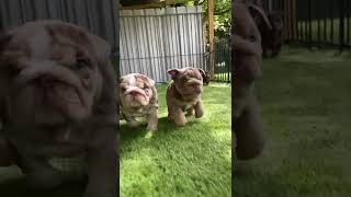 Baby Bulldogs