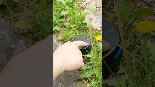 Dandelion Blowing