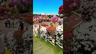 The paradise of the miracle garden Dubai 🌸🇦🇪 #newshorts #trending #latestshorts #travel