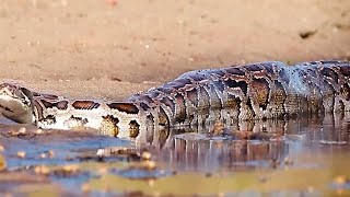 Largest snake captured in the Everglades | incredible