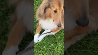 Happy dog holding stick #shortvideo #dog #cat #doge