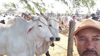 Quer Comprar Boi Manso de Carro Procura  Dodô na Feira de Animais de Tabira