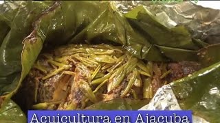 VisMoTV Acuicultura en Ajacuba