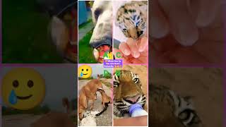 Funny Animal Videos 2022 - Funniest Cute Cats And Dogs Video #cat #shorts #animals #trending #tiktok