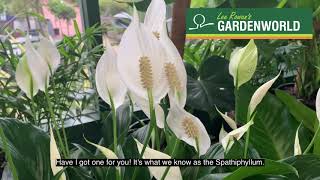 Lee Rowan's Plant of the Week Madonna Lilly