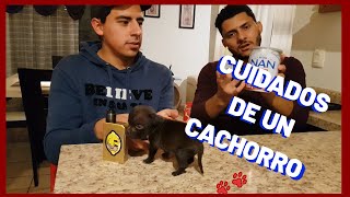 CUIDADOS DE CACHORRO AMERICAN BULLY