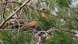 Чёрный Коршун за трапезой / Black Kite eating