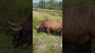 Giant Bull eating