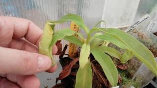 Raras Nepenthes Tour por el invernadero de Plantas carnivoras