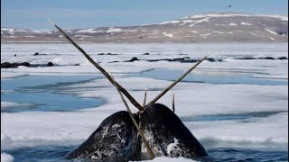 Narwhals: The Real Unicorns of the Sea! 🦄🐋