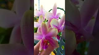 stres gideren güzellikler #orkide #orchid #flowers #orchids #plants #çiçek